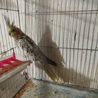 یک عدد عروس هلندی نرآماده آماده|پرنده|نقده, |دیوار