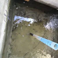 بچه ماهی کپور، آمور و فیتوفاک (۳۰ تا ۱۰۰ گرم)|ماهی|آق قلا, |دیوار