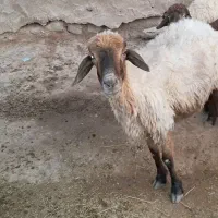 میش برای فروش
