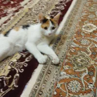 گربه