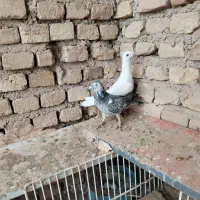 سار سبز و سفید دورگ