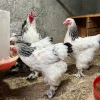 جفت برهما|حیوانات مزرعه|گلوگاه, |دیوار