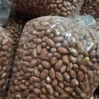 بادام زمینی تازه استانه اشرفیه