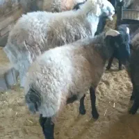 بره نر وماده