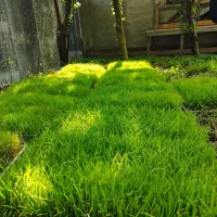 19عدد توم علی کاظمی قالبی 180تومن