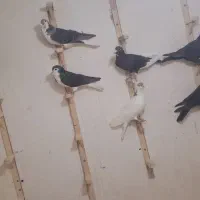 14تا نر پریده