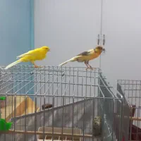 یک جفت قناری رسمی خوب|پرنده|ری, ظهیرآباد|دیوار