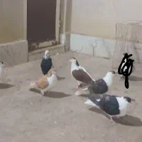 کبوتر صید رنگی|پرنده|مشهد, وحید|دیوار