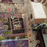 قفس بزرگ