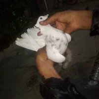 ماده طوق هفت رنگ نر صرب