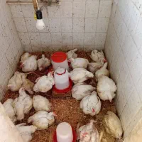 مرغ گوشتی