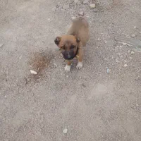 واگذاری داگ