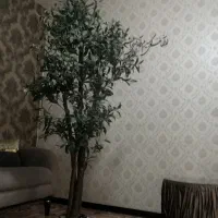 درخچه زیتون با میوه