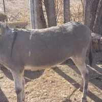 خر نر جوان گوسفندی|حیوانات مزرعه|قوچان, |دیوار