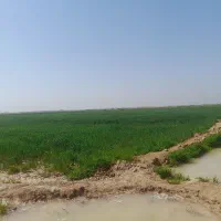 زمین کشاورزی ۱۲هتکار روستای بزیه قریت نهرشهاب