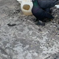 کفتر قره|پرنده|تبریز, |دیوار