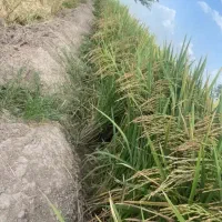 کارگر شالی کار