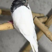 کبوتر طوقی ۷رنگ
