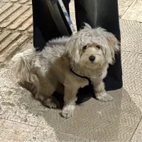 واگذاری سگ ۸ م|سگ|تهران, کرمان|دیوار