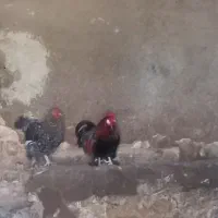 خروس ومرغ