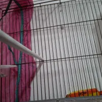 قناری گلاستر نر|پرنده|رشت, یخسازی|دیوار