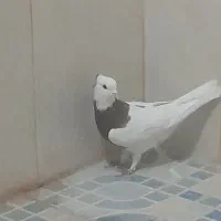 گمشده گمشده در خیابان امام رضا کسی گرفت خبری بده|حیوانات|بافق, |دیوار