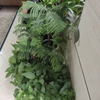 مقدار گل و گلدان سالم به فروش می‌رسد .|گل و گیاه طبیعی|شیراز, محراب|دیوار