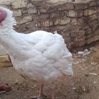 بوقلمون|حیوانات مزرعه|خنجین, |دیوار