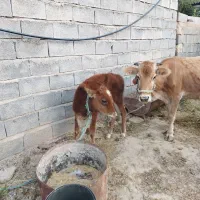 فروش گاو لری با گوساله