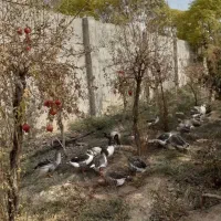 غاز، اردک و مرغ خروس