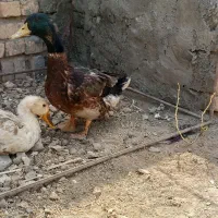 اردک رسمی