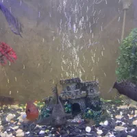 ماهی کت خار دار