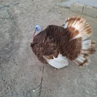 فروش بوقلمون نر|حیوانات مزرعه|خورموج, |دیوار