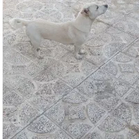 سگ خوب بانمک وپرجنب وجوش