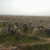 بز آبستن فروشی|حیوانات مزرعه|تربت جام, جامرود|دیوار