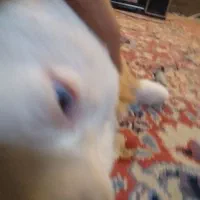 توله هاسکی واگذار میشود وپشمالو شیدزو فلت|سگ|اهواز, طالقانی|دیوار