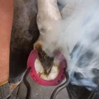 نعل بندی(داغ)و سرد