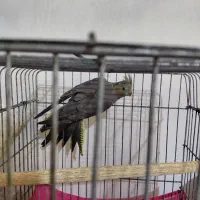 عروس هلندی جوان