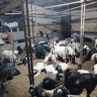 بز و بزغاله فوری فروشی