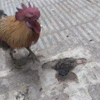 خروس