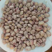 پا کوتاه