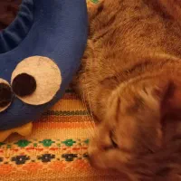 واگذاری|گربه|قم, نخودی|دیوار