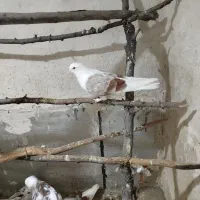 کبوتر ماده ضمانتی.