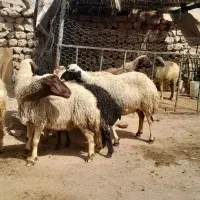 ۱۰عدد گوسفند همه شیره دار آبستن پستان کرده|حیوانات مزرعه|ایلام, |دیوار