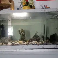 آکواریوم 110در 60