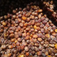 فروش خرمای خاسوی درجه یک