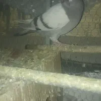 کبوتر فروشی دونه ای ۱۵۰|پرنده|قم, شهرک امام حسین|دیوار