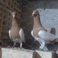 پرنده|پرنده|اهواز, امانیه|دیوار