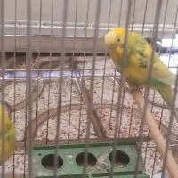 دو مرغ عشق نر و ماده