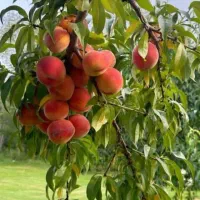 باکیفیت ترین نهال های میوه در نهالستان غرب|خدمات باغبانی و درختکاری|پلدختر, |دیوار